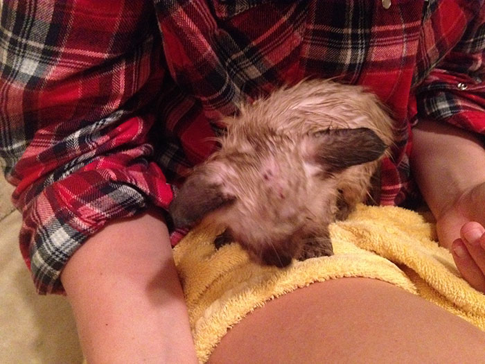 rescue-kitten-transformation-road-yoda-15 rescue-kitten-transformation-road-yoda-15