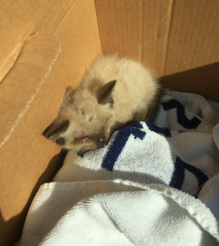 rescue-kitten-transformation-road-yoda-17