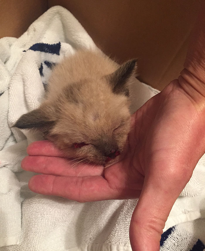 rescue-kitten-transformation-road-yoda-19 rescue-kitten-transformation-road-yoda-19