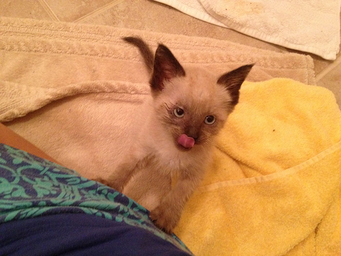 rescue-kitten-transformation-road-yoda-22 rescue-kitten-transformation-road-yoda-22