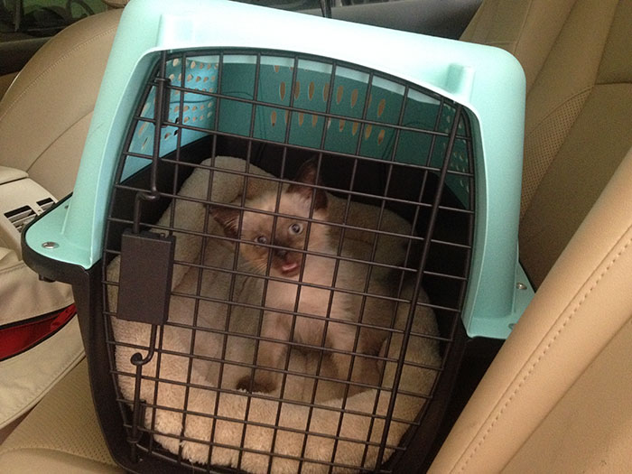 rescue-kitten-transformation-road-yoda-23 rescue-kitten-transformation-road-yoda-23