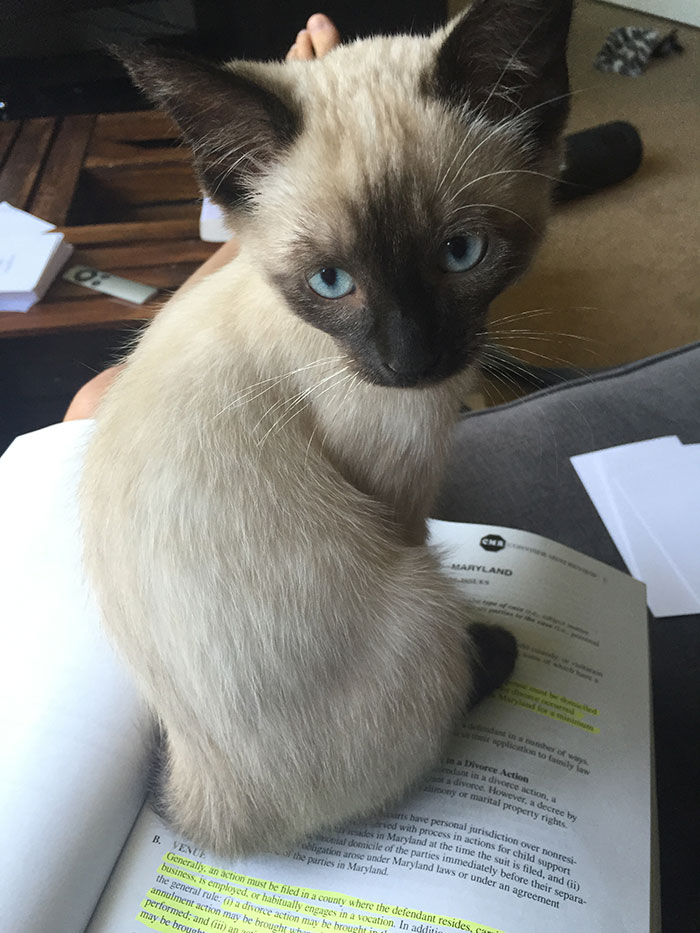 rescue-kitten-transformation-road-yoda-30 rescue-kitten-transformation-road-yoda-30