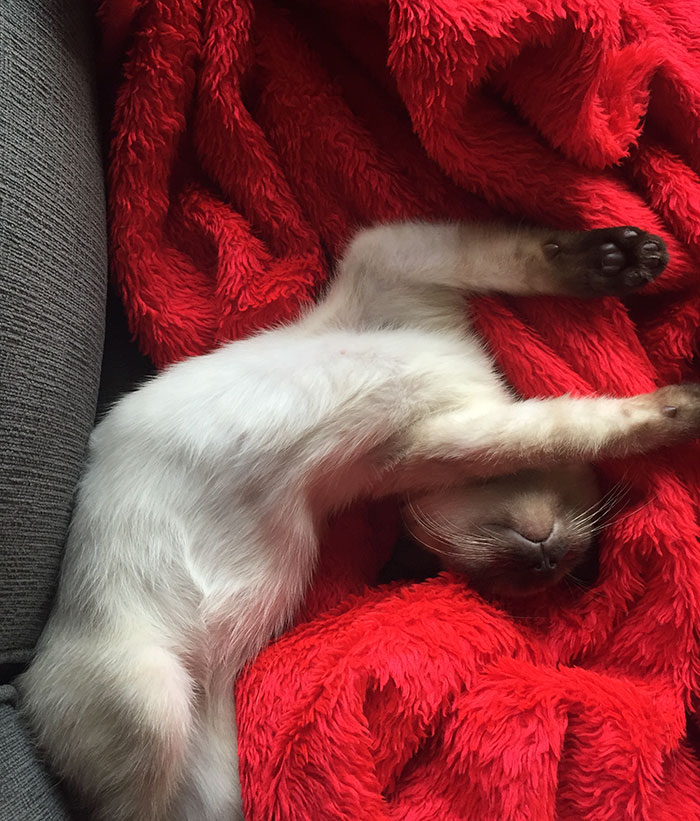 rescue-kitten-transformation-road-yoda-4 rescue-kitten-transformation-road-yoda-4