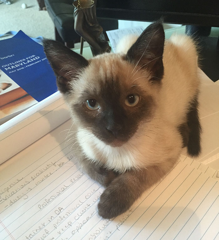 rescue-kitten-transformation-road-yoda-9