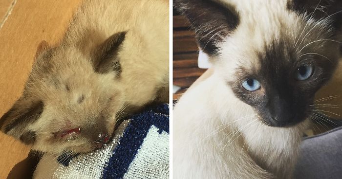 Woman Finds Injured Kitten On The Road Bleeding Through His Eyes And Nose, Here’s How He Looks Now