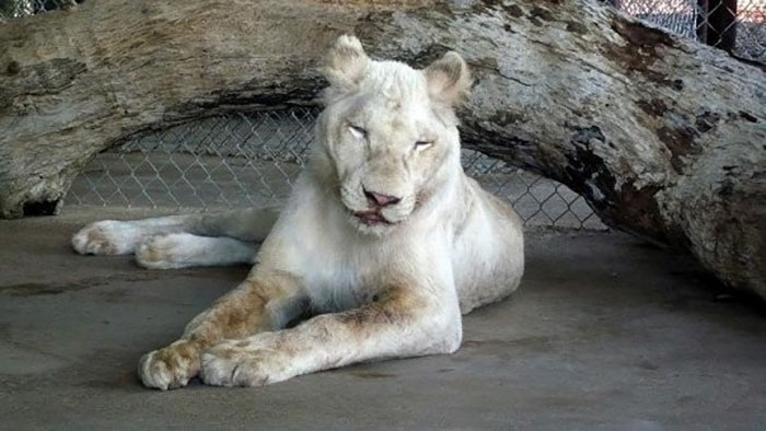 rescue-lions-love-kahn-sheila-in-sync-exotics-1 rescue-lions-love-kahn-sheila-in-sync-exotics-1