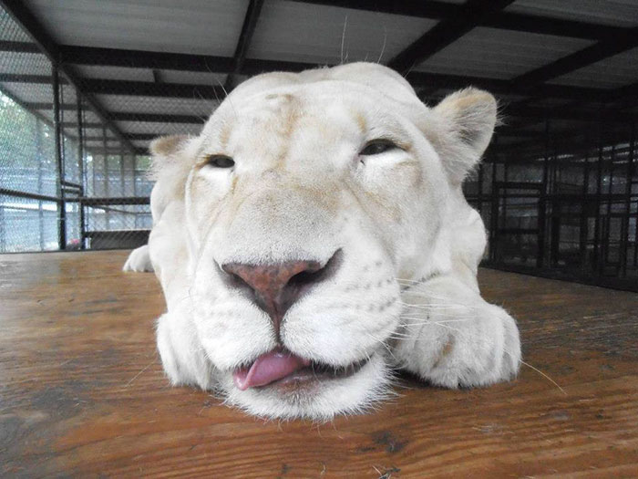 rescue-lions-love-kahn-sheila-in-sync-exotics-10 rescue-lions-love-kahn-sheila-in-sync-exotics-10