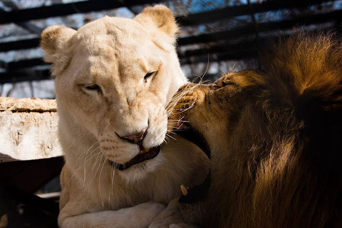 rescue-lions-love-kahn-sheila-in-sync-exotics-16 rescue-lions-love-kahn-sheila-in-sync-exotics-16
