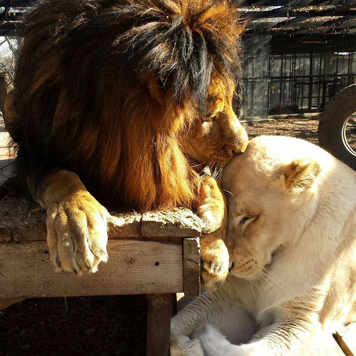 rescue-lions-love-kahn-sheila-in-sync-exotics-18 rescue-lions-love-kahn-sheila-in-sync-exotics-18
