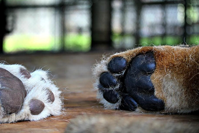 rescue-lions-love-kahn-sheila-in-sync-exotics-20 rescue-lions-love-kahn-sheila-in-sync-exotics-20