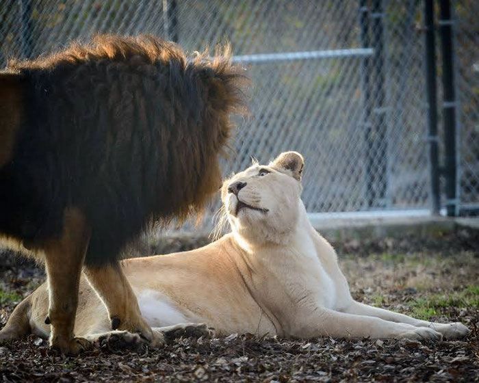 rescue-lions-love-kahn-sheila-in-sync-exotics-22 rescue-lions-love-kahn-sheila-in-sync-exotics-22