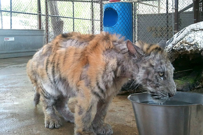 Sick Tiger Cub Weighting Only 1/4 Of Normal Weight, Gets Rescued From Circus, Makes Incredible Recovery