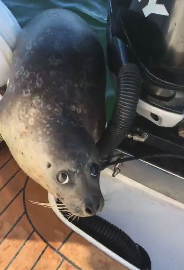 seal-jumps-boat-killer-whales-26 seal-jumps-boat-killer-whales-26