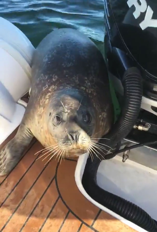 seal-jumps-boat-killer-whales-27