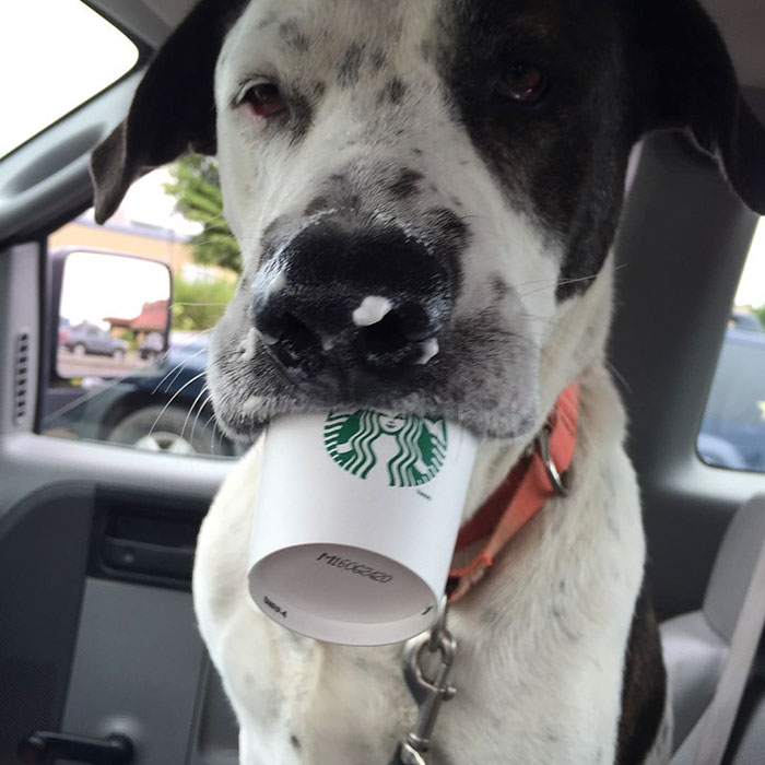 shelter-takes-dogs-puppuccinos-starbucks-1 shelter-takes-dogs-puppuccinos-starbucks-1