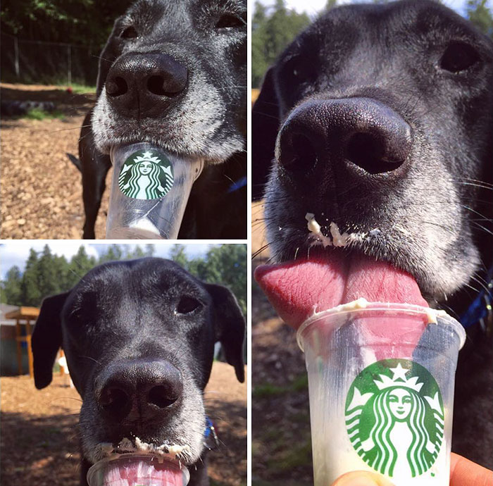 shelter-takes-dogs-puppuccinos-starbucks-10 shelter-takes-dogs-puppuccinos-starbucks-10