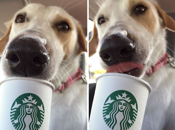 shelter-takes-dogs-puppuccinos-starbucks-16 shelter-takes-dogs-puppuccinos-starbucks-16
