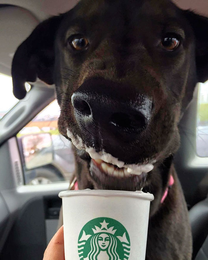 shelter-takes-dogs-puppuccinos-starbucks-19 shelter-takes-dogs-puppuccinos-starbucks-19