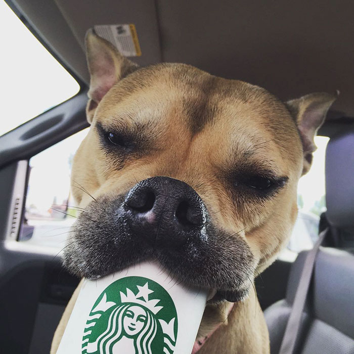 shelter-takes-dogs-puppuccinos-starbucks-2 shelter-takes-dogs-puppuccinos-starbucks-2