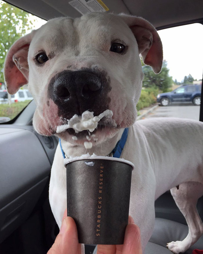 shelter-takes-dogs-puppuccinos-starbucks-3 shelter-takes-dogs-puppuccinos-starbucks-3