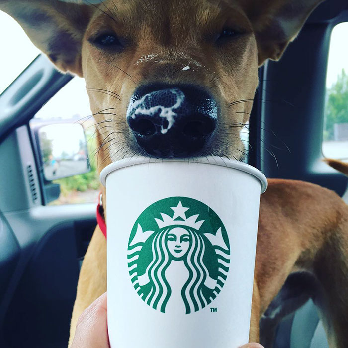 shelter-takes-dogs-puppuccinos-starbucks-7 shelter-takes-dogs-puppuccinos-starbucks-7