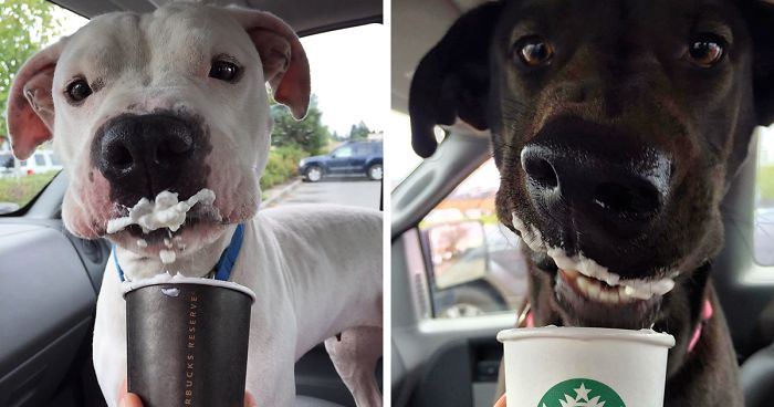 This Shelter Takes Dogs Out For ‘Puppuccinos’ To Find Them New Homes