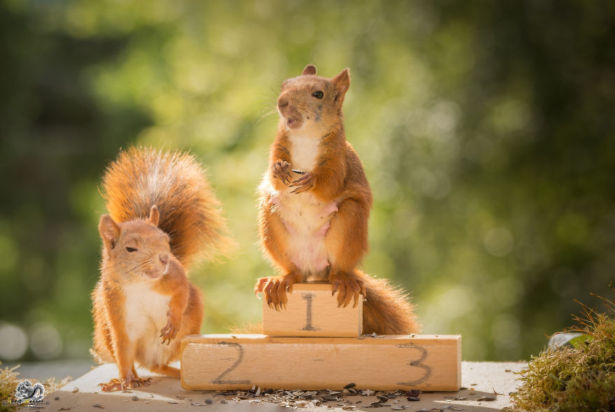 What If Squirrels Competed In The Olympic Games