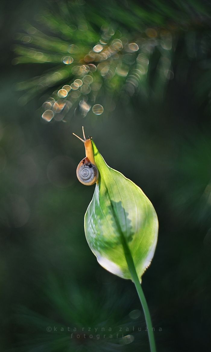 Dream About Diamonds