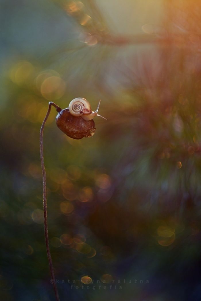 Composition With Poppy Seeds