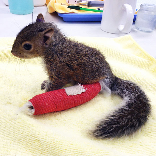 squirrel-broken-leg-cast squirrel-broken-leg-cast