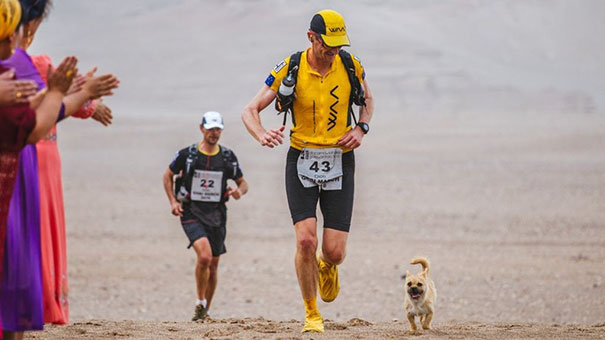 stray-dog-joins-race-gobi-dion-leonard-china-11 stray-dog-joins-race-gobi-dion-leonard-china-11