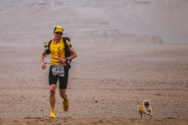 stray-dog-joins-race-gobi-dion-leonard-china-3