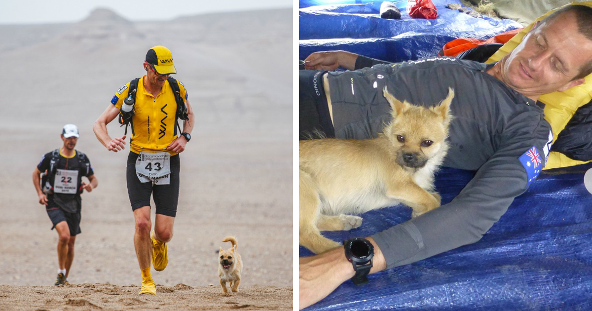 Stray Dog Who Joined Runner On 155-Mile Race Disappears So The Athlete Flies To China To Find Him