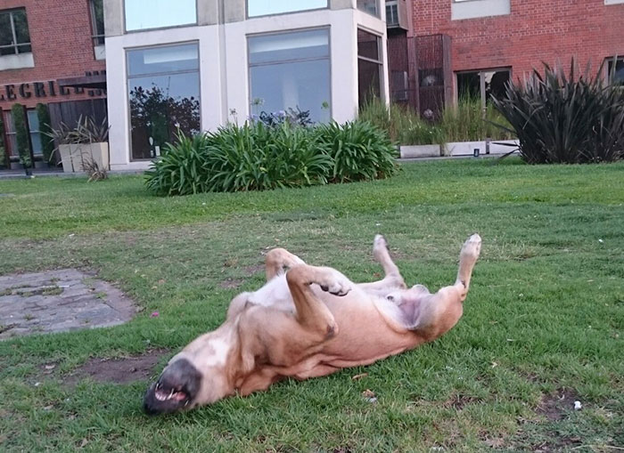 stray-dog-waits-flight-attendant-adopts-rubio-olivia-sievers-21