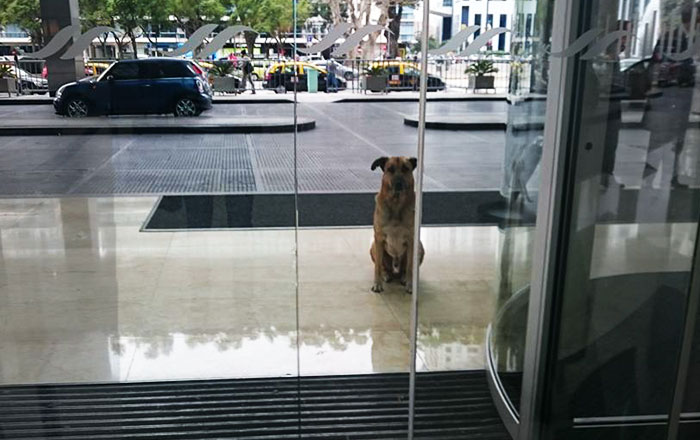 Flight Attendant Adopts Stray Dog Who Wouldn’t Stop Waiting For Her Outside Hotel