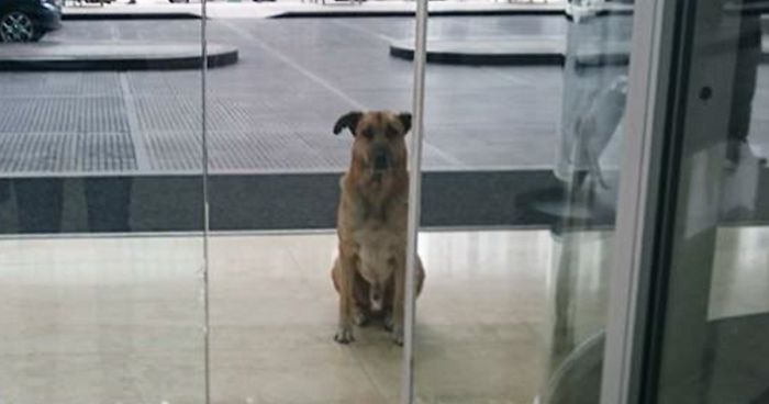 Flight Attendant Adopts Stray Dog Who Wouldn’t Stop Waiting For Her Outside Hotel