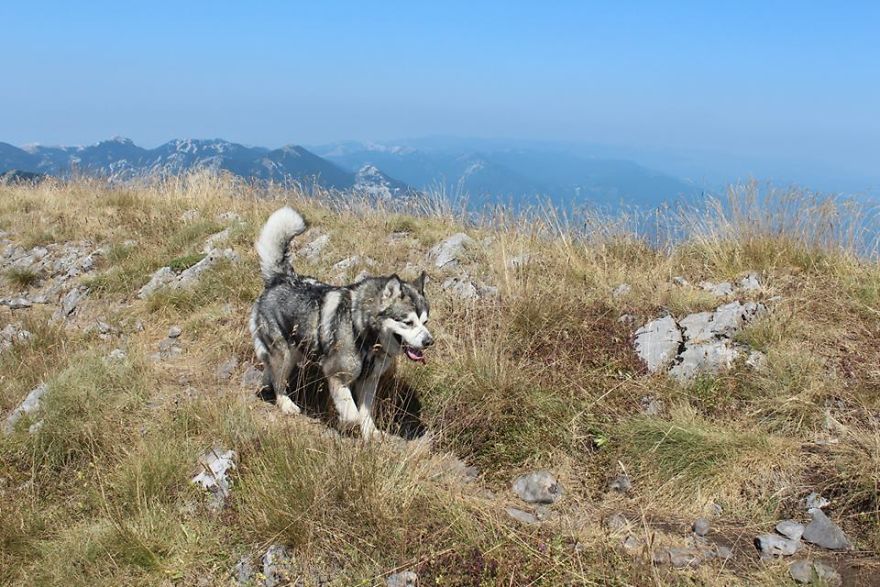 Meet Sljemenka, The Dog With Runner's Heart