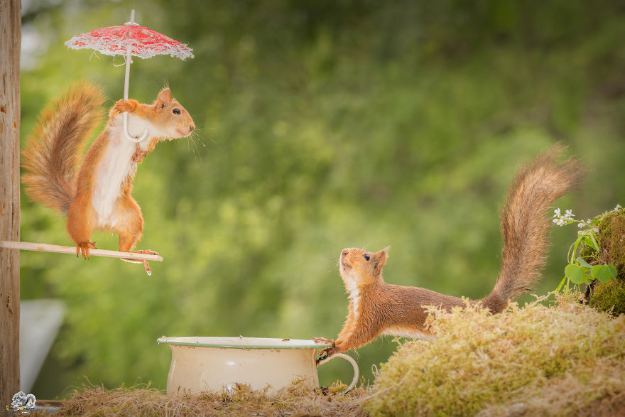 What If Squirrels Competed In The Olympic Games What If Squirrels Competed In The Olympic Games