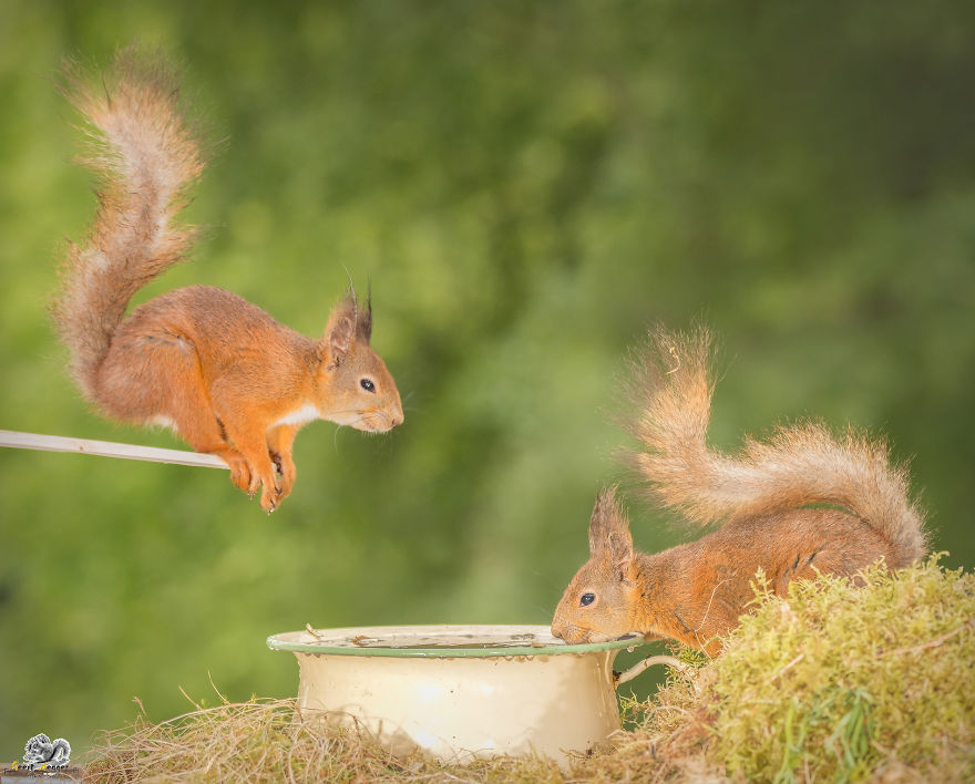What If Squirrels Competed In The Olympic Games What If Squirrels Competed In The Olympic Games