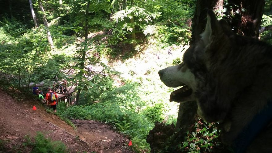 Meet Sljemenka, The Dog With Runner's Heart