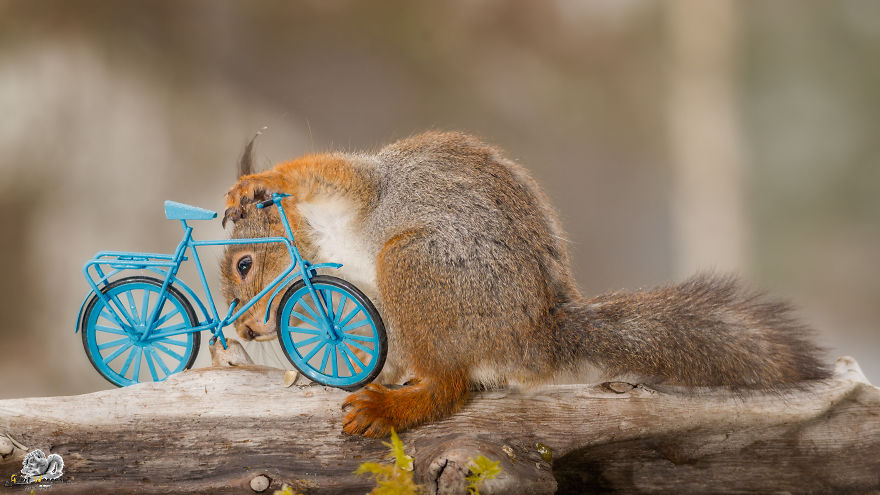 What If Squirrels Competed In The Olympic Games