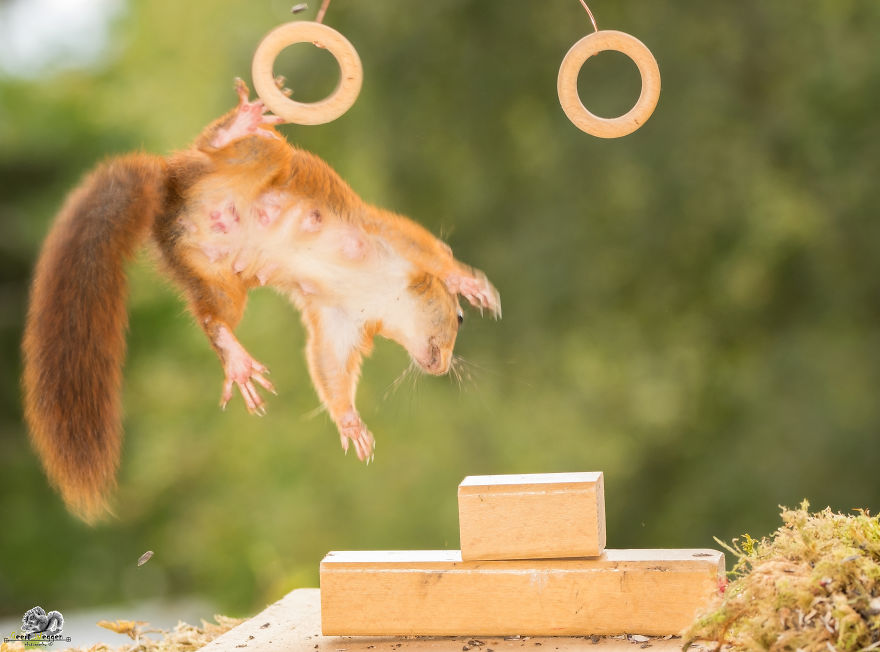 What If Squirrels Competed In The Olympic Games