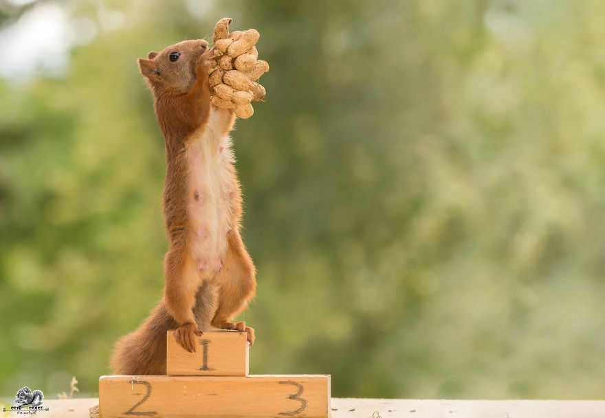 What If Squirrels Competed In The Olympic Games