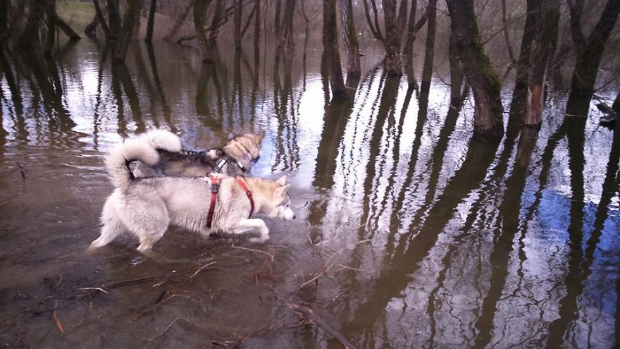 Meet Sljemenka, The Dog With Runner's Heart Meet Sljemenka, The Dog With Runner's Heart