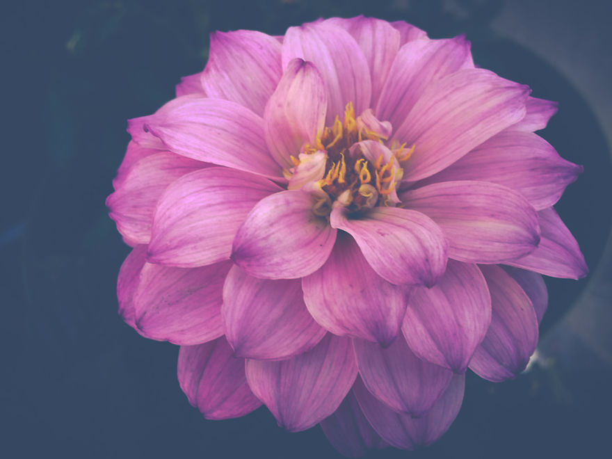 Real Artists, Real Stories: Mother, Photographer & Lupus Advocate Real Artists, Real Stories: Mother, Photographer & Lupus Advocate