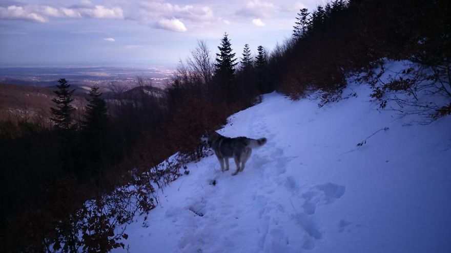 Meet Sljemenka, The Dog With Runner's Heart Meet Sljemenka, The Dog With Runner's Heart