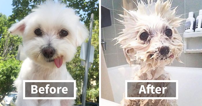 89 Funny Dog Pics Before And After A Bath