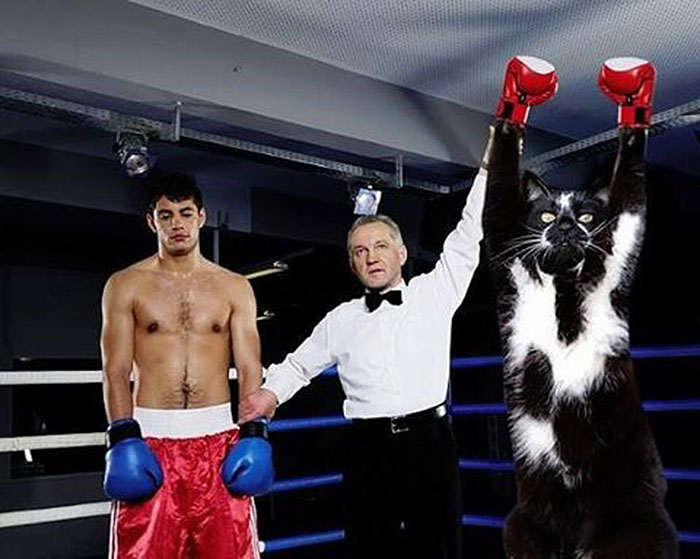 We Have A Winner And It's Goalkitty