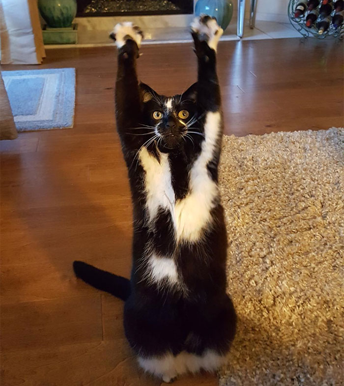 whats-the-real-story-with-this-cat-photoshop-challenge-original