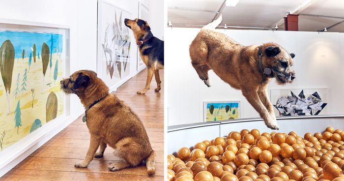 World’s First Art Exhibition For Dogs